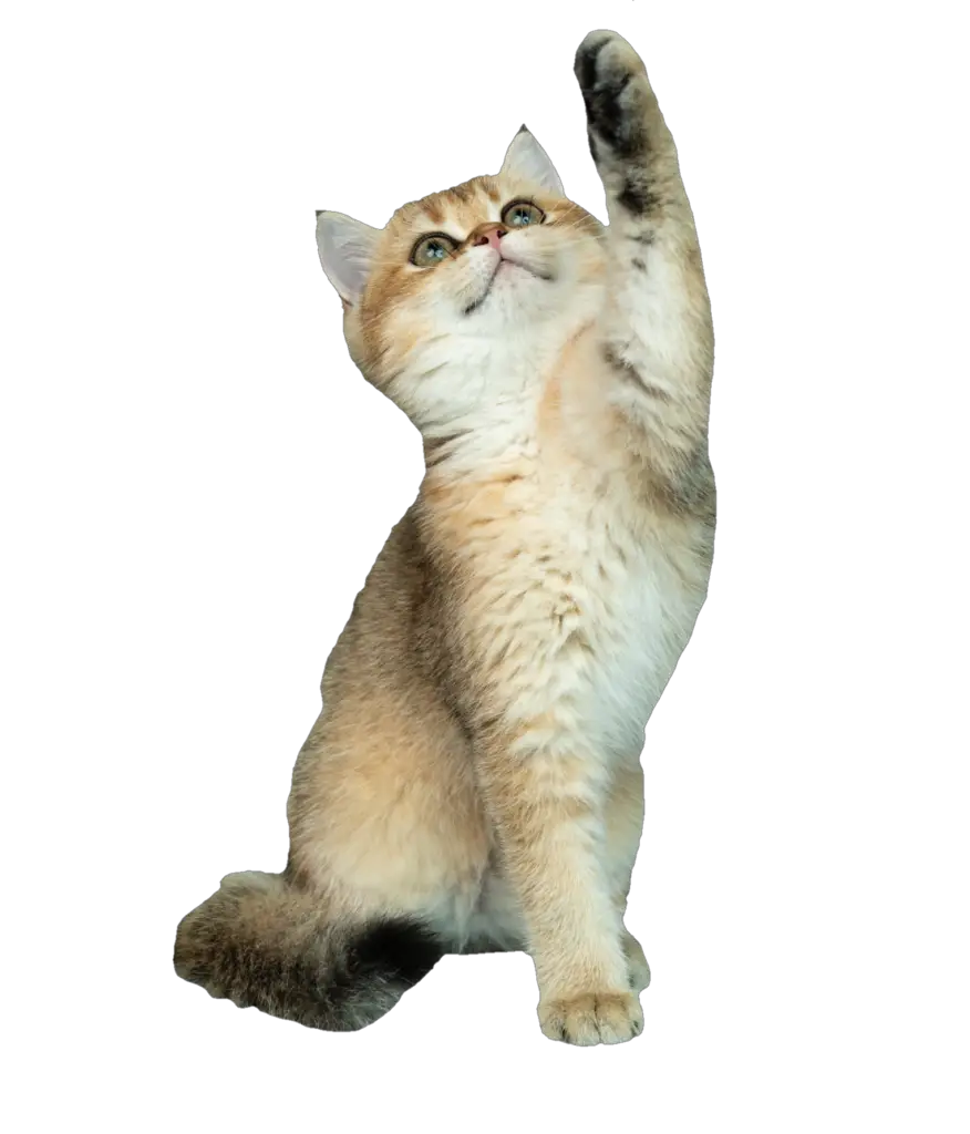 Two Cats PNG Images With Transparent Background