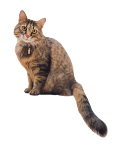 Animal Tail Cat Png