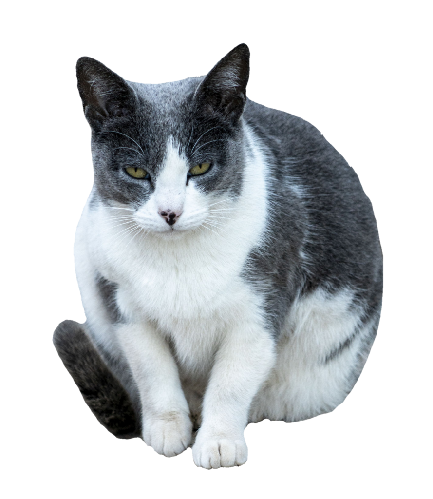 white cat png