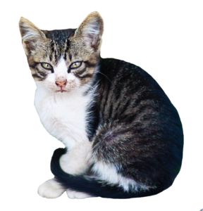 Kitten Cat Png