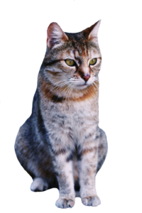 Real Cat Png