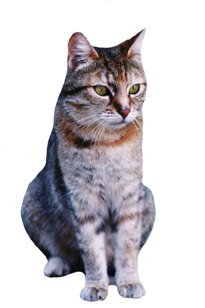 Two Cats PNG Transparent Images Free Download, Vector Files
