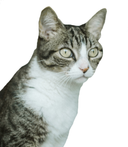 Real Cat Png