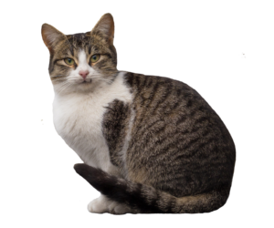 Small Cat Png