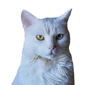 White Cat Png