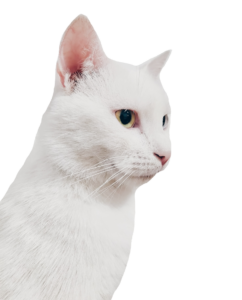 White Cat Png
