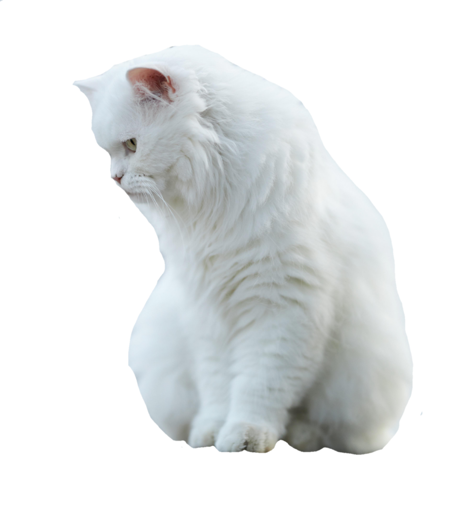 Two Cats PNG Images With Transparent Background