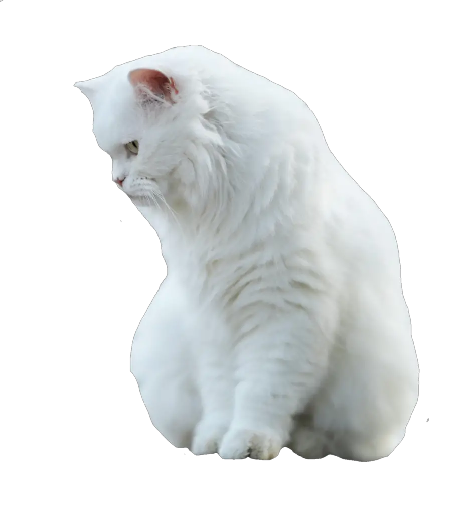 Two Cats PNG Images With Transparent Background