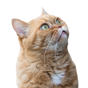 Cat Png face