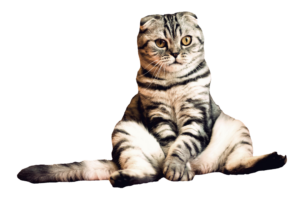 Sitting Cat Png