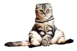 Sitting Cat Png