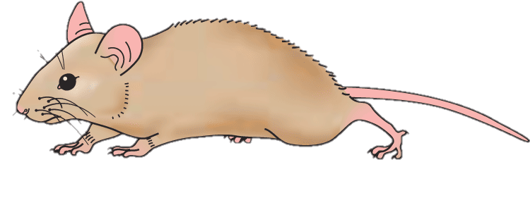 Rat Png Image