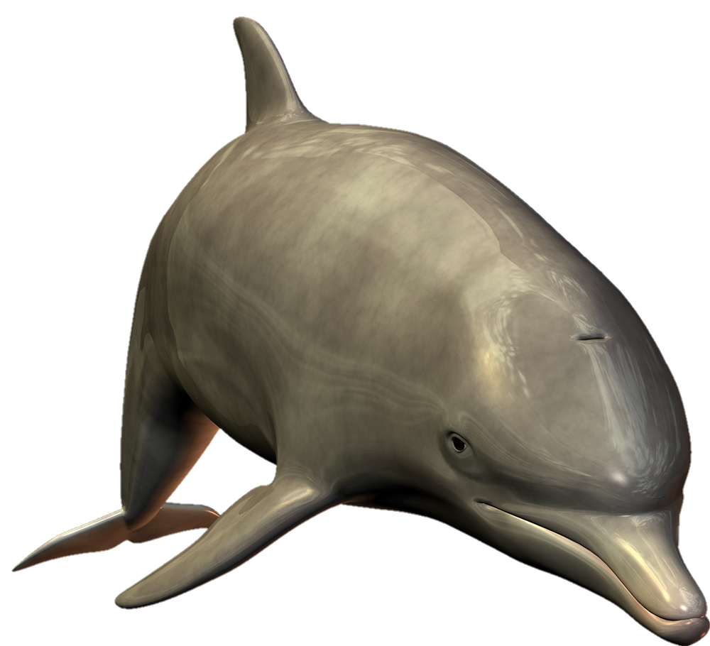 High Quality Dolphin Png
