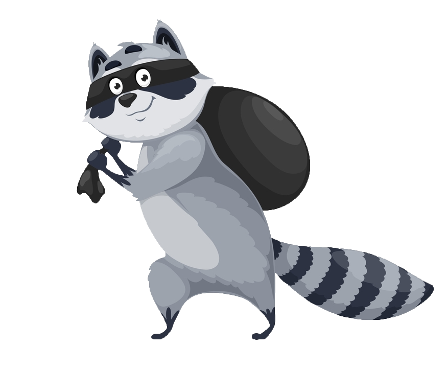Raccoon clipart PNG