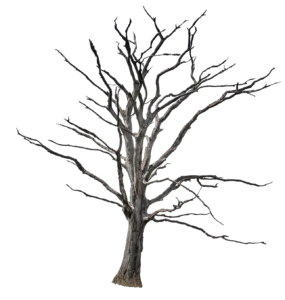 Dry Tree PNG