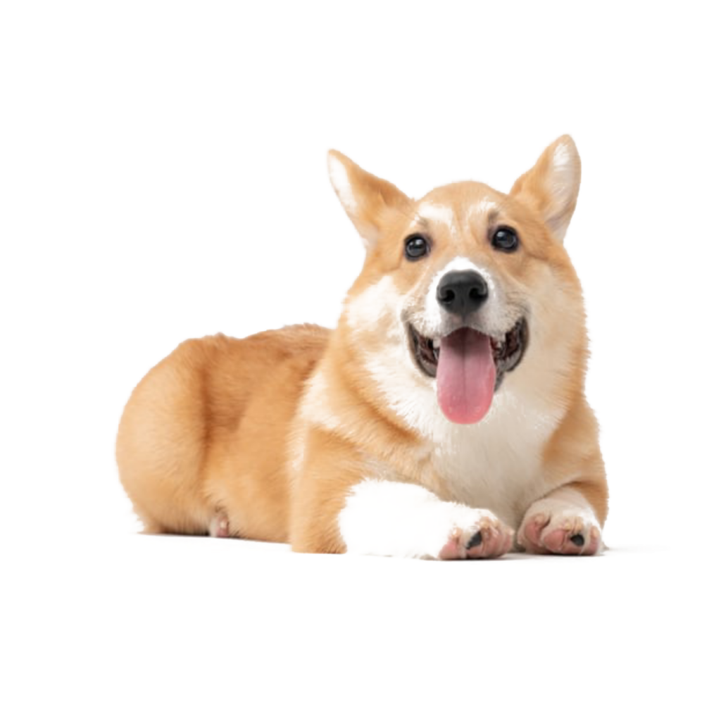 cute dog png