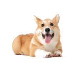 Dog Png Transparent Image