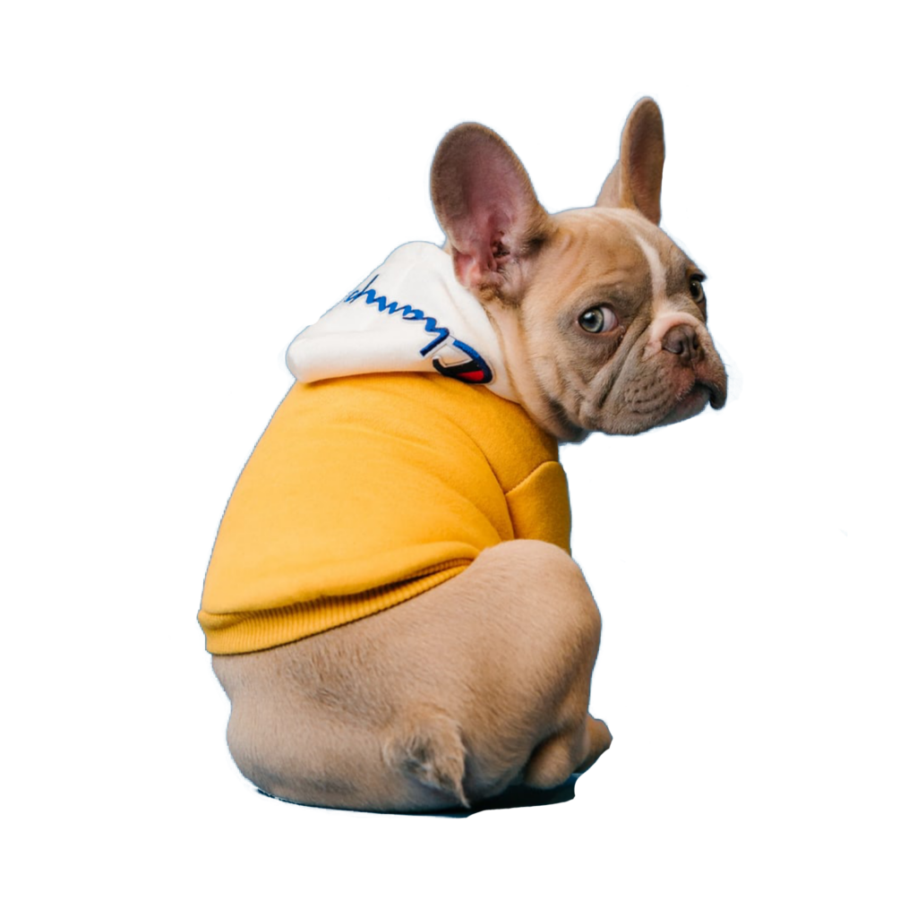 bulldog puppy png