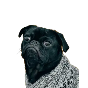 Black Dog Png