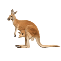 Kangaroo Png Image