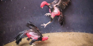 4 factors that create the attraction of the cockfighting hall