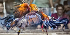AE888 Cockfighting – Immersive Live Rooster Experience