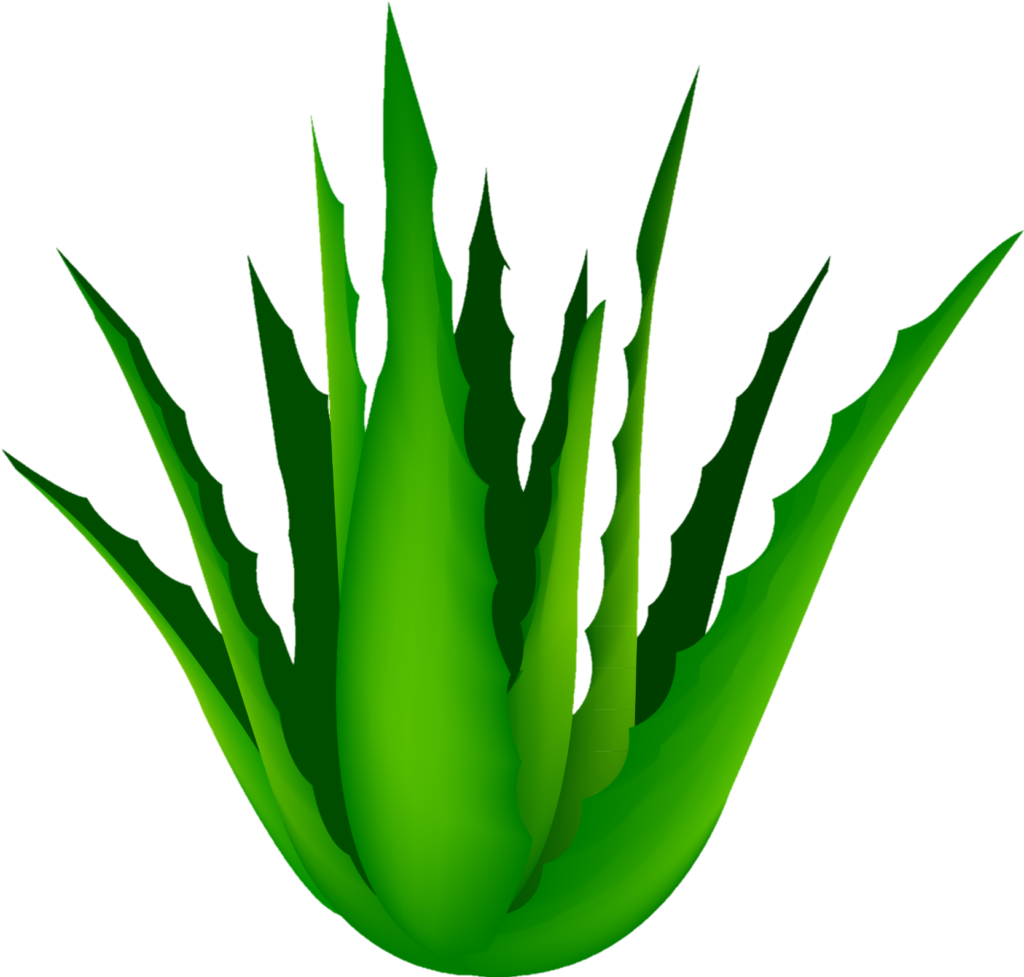 Aloe Vera clipart Png