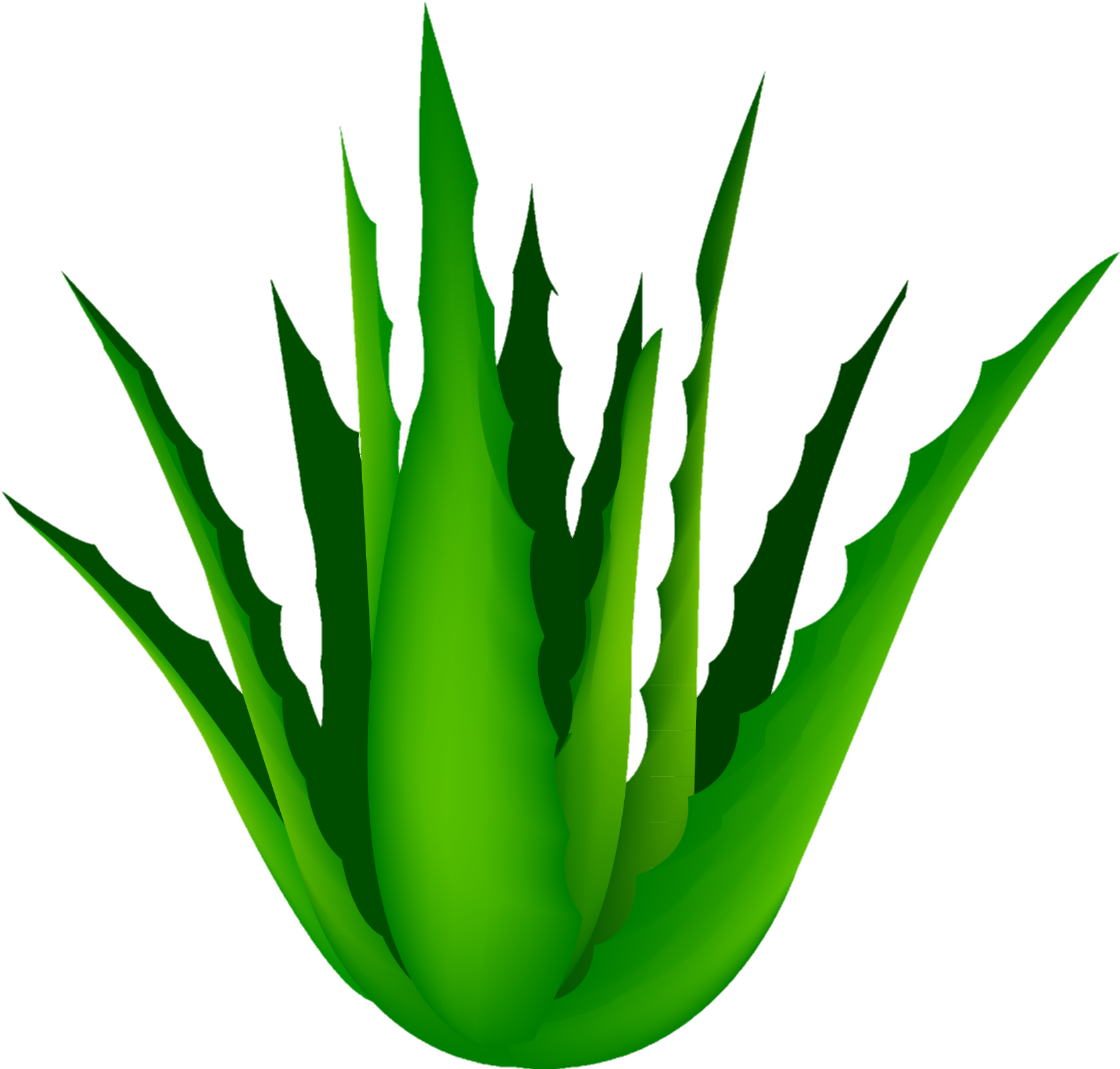 Aloe-vera-1
