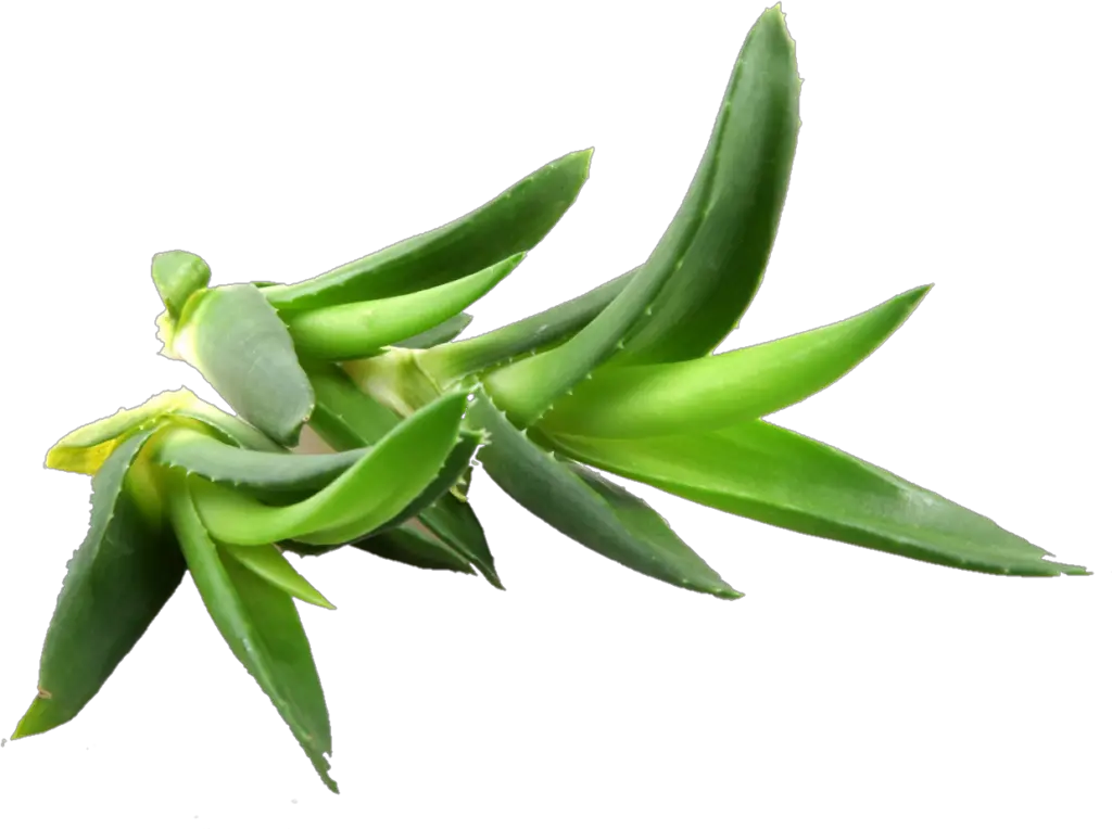 Aloe Vera Background Png