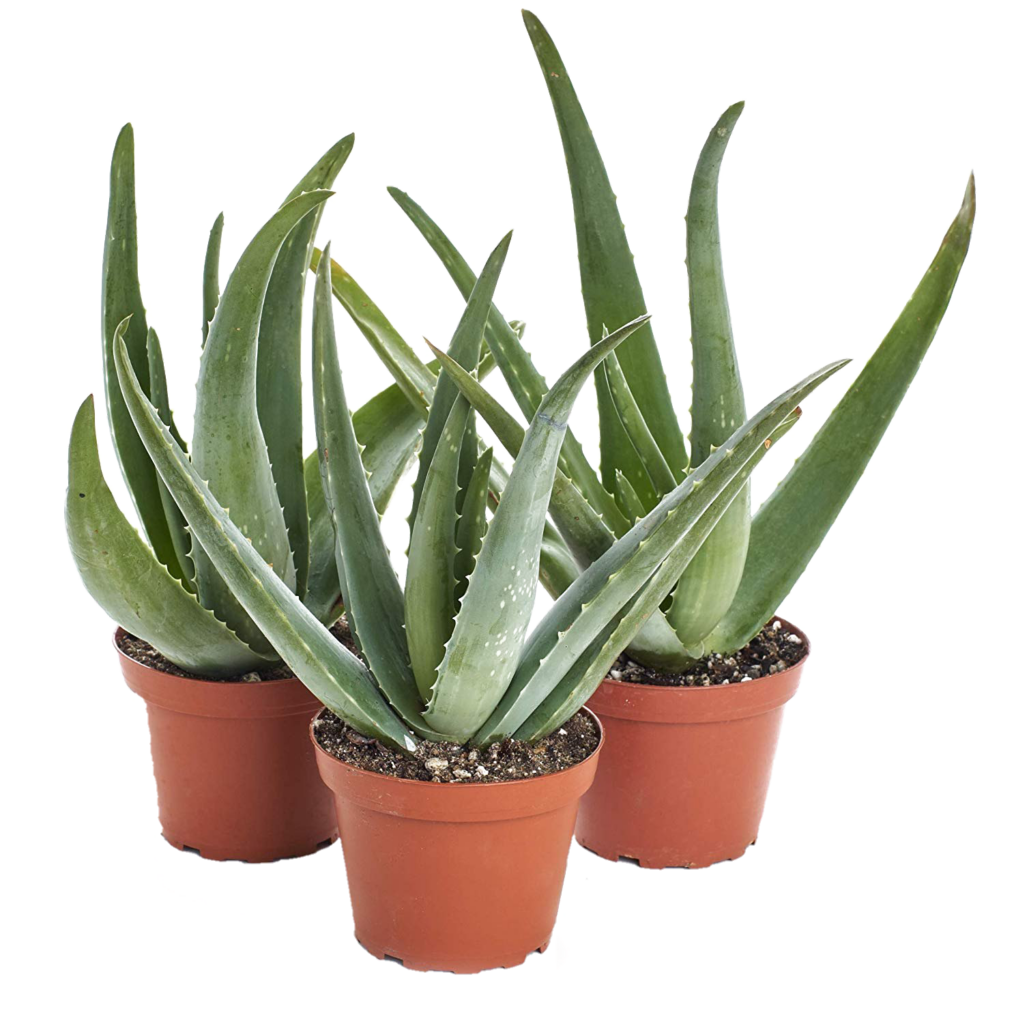 Aloe Vera Plants Png