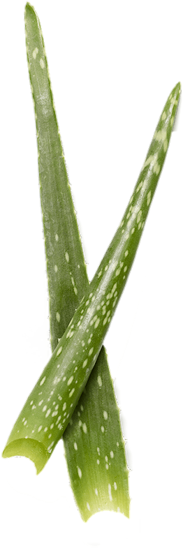 Aloe-vera-21