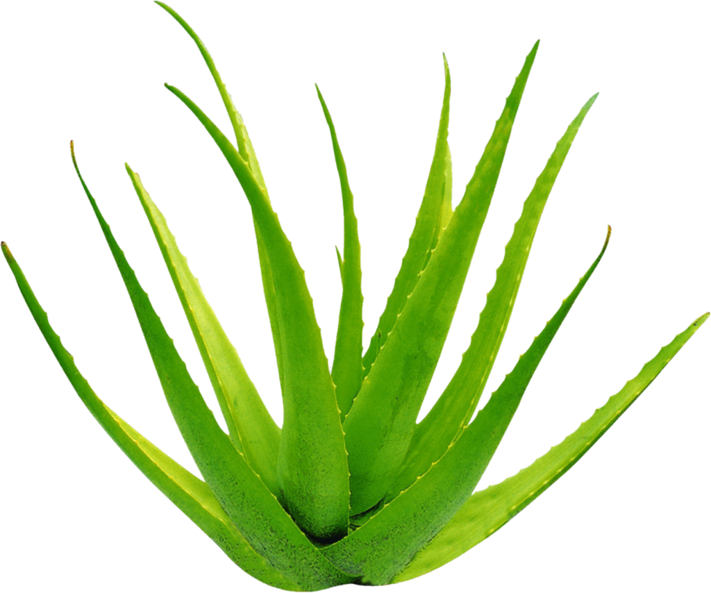 High Resolution Aloe Vera Png
