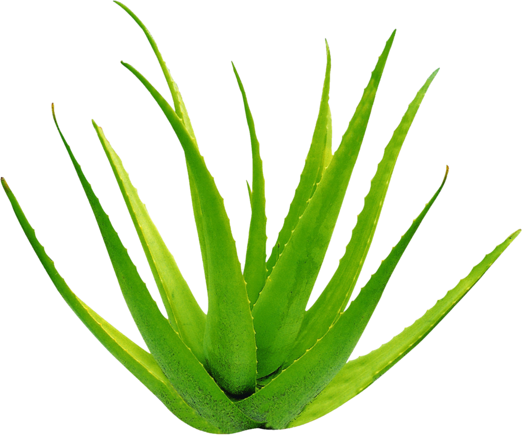 Aloe-vera-24