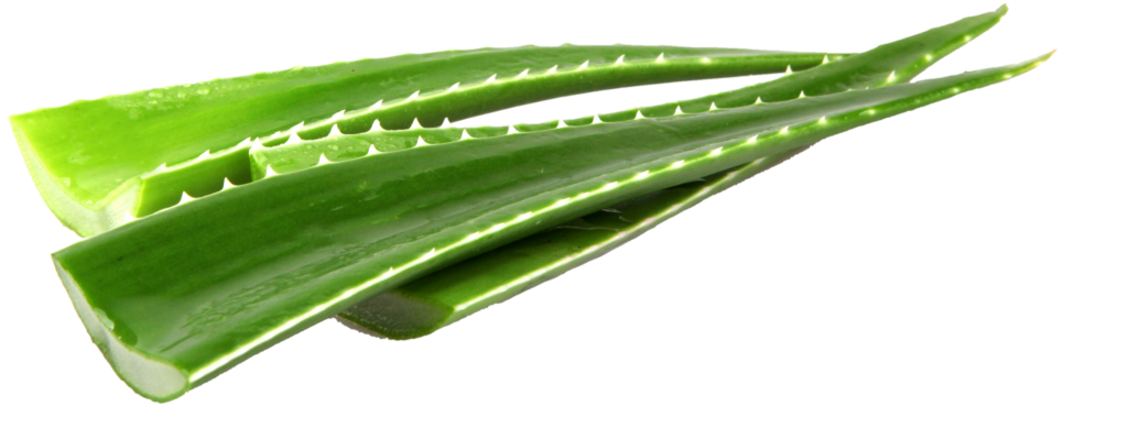 Aloe Vera Leaves Png