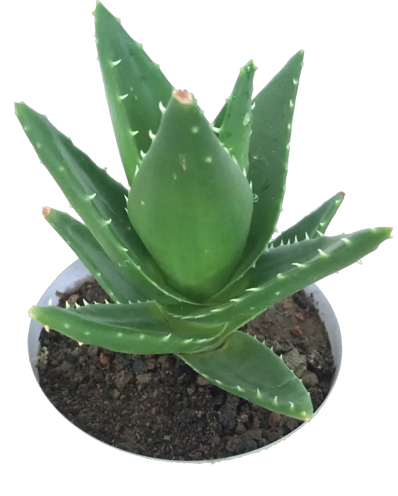 Aloe Vera Plant Png