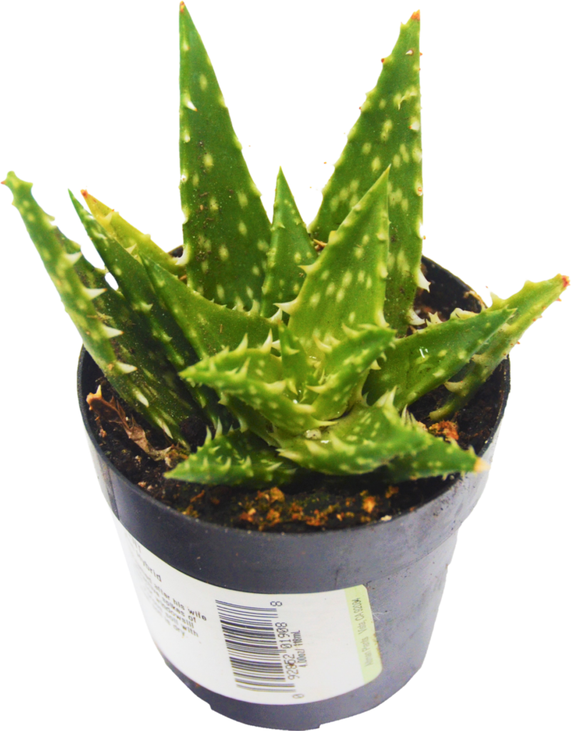 Aloe Vera Plant Png