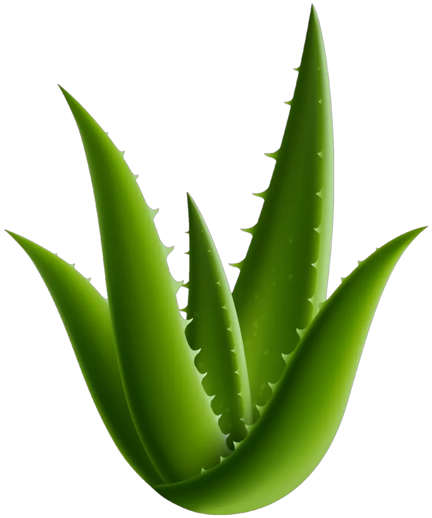 Aloe Vera Vector Png