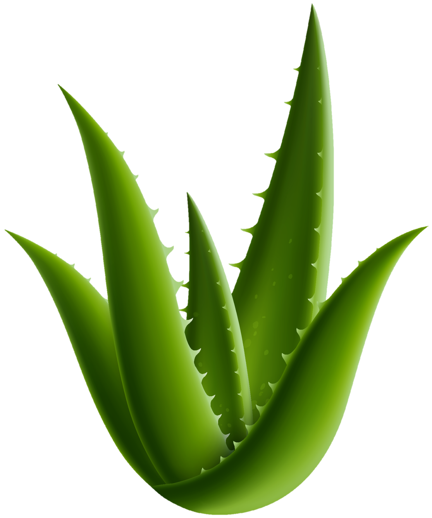 Aloe-vera-3