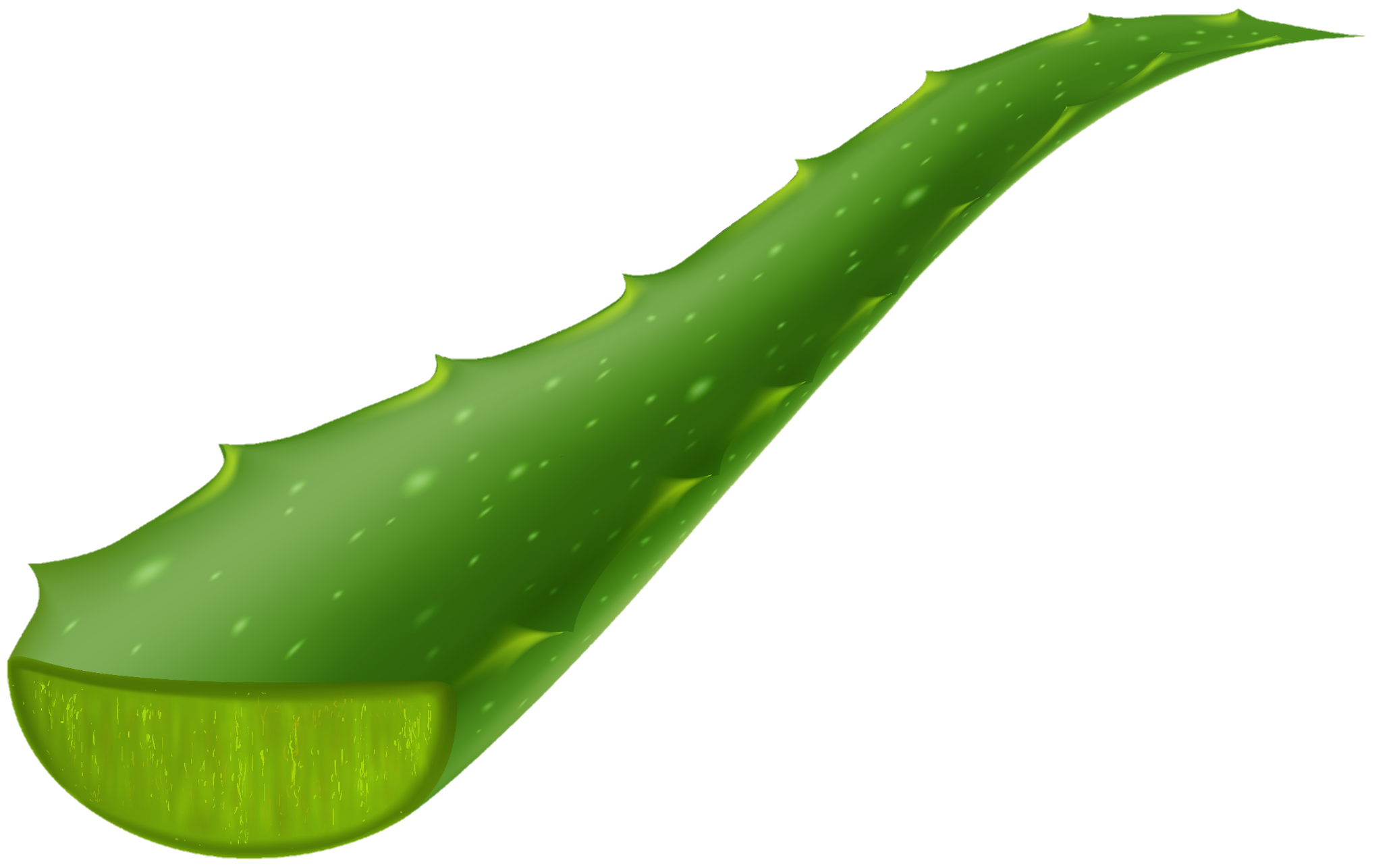 Aloe-vera-4
