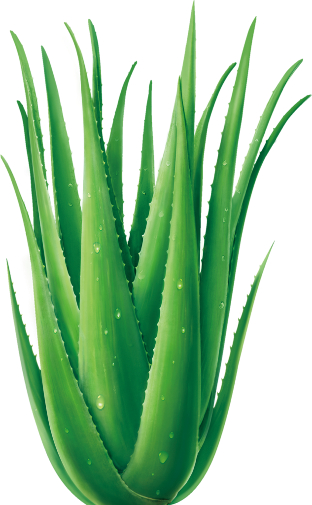 Plant Aloe Vera Png