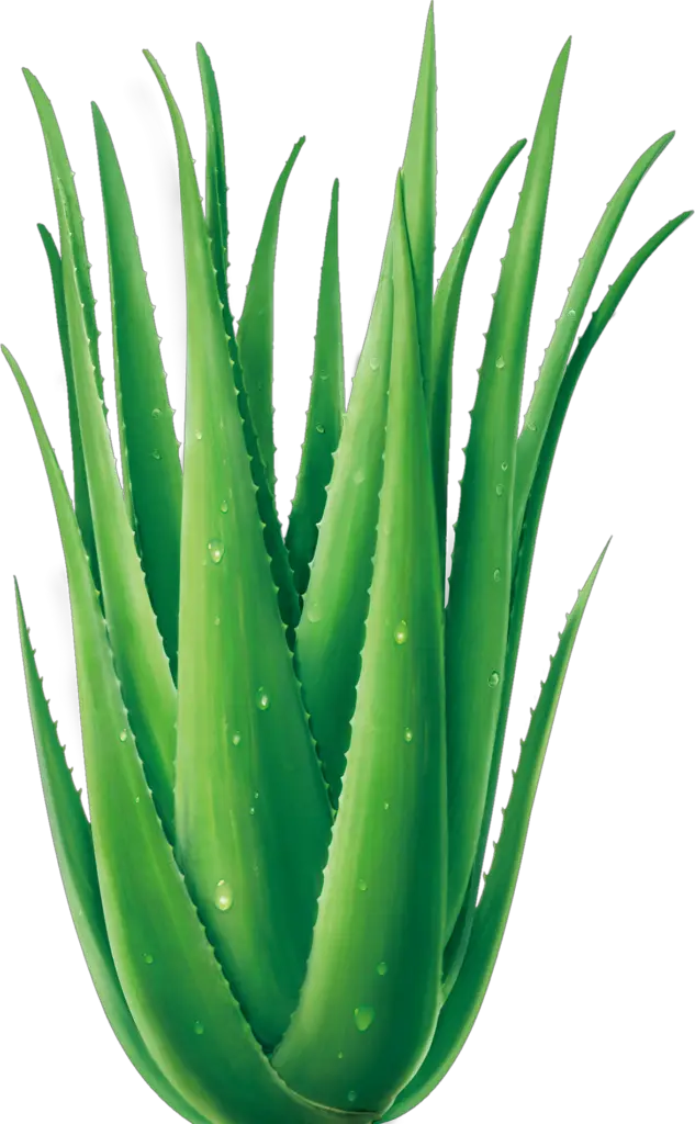 Plant Aloe Vera Png