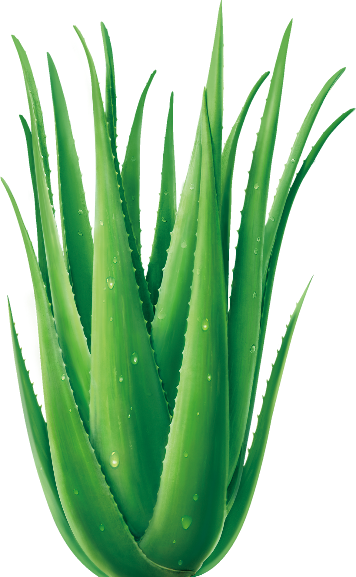 Aloe-vera-6