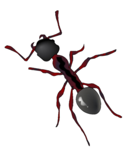 Ant-10