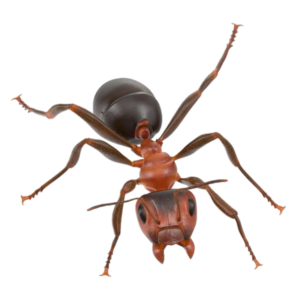 Ant-11
