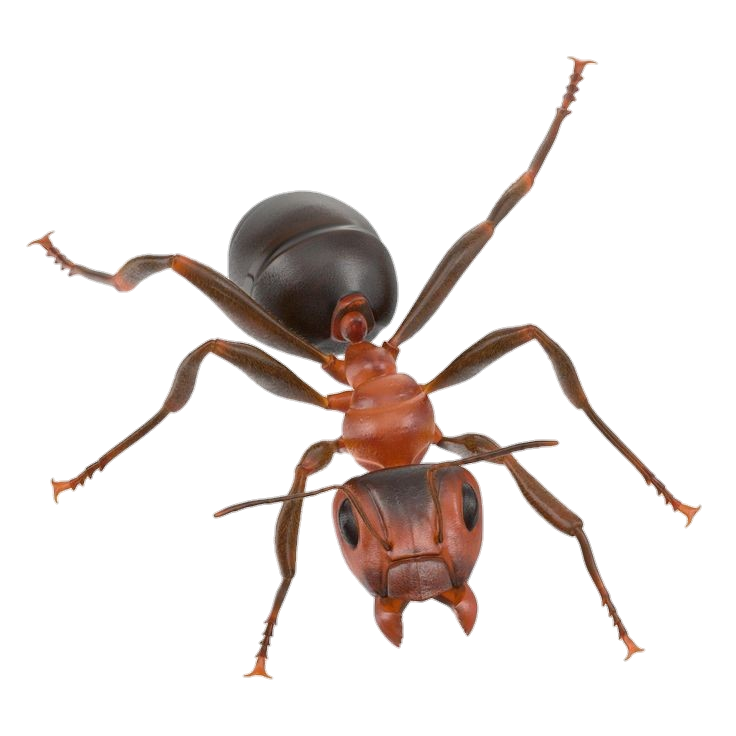 High-Resolution Ant Png
