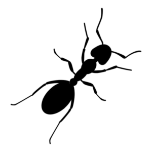 Ant Png
