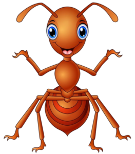 Ant-13