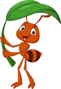 Ant-17