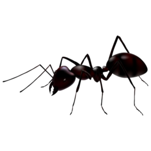 Ant-2