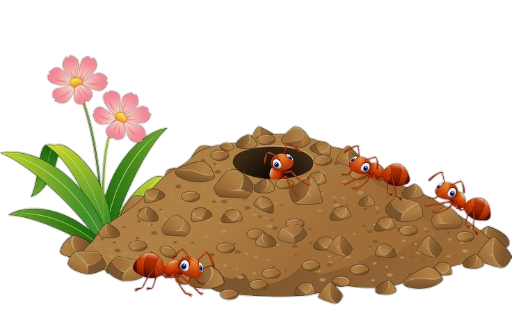 Ants Png Image